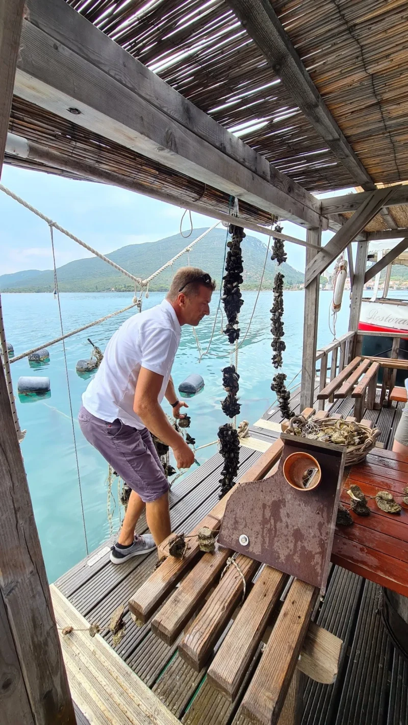 Pelješac i Ston degustacija vina & kamenica