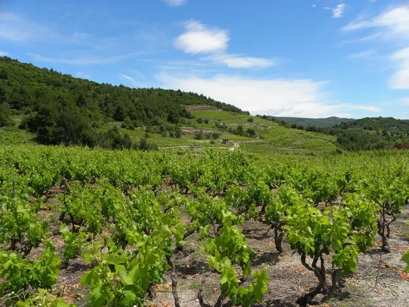 Obilazak Prvog hrvatskog muzeja vinogradarstva i vinarstva, degustacija vina i hrane "Pelješac"