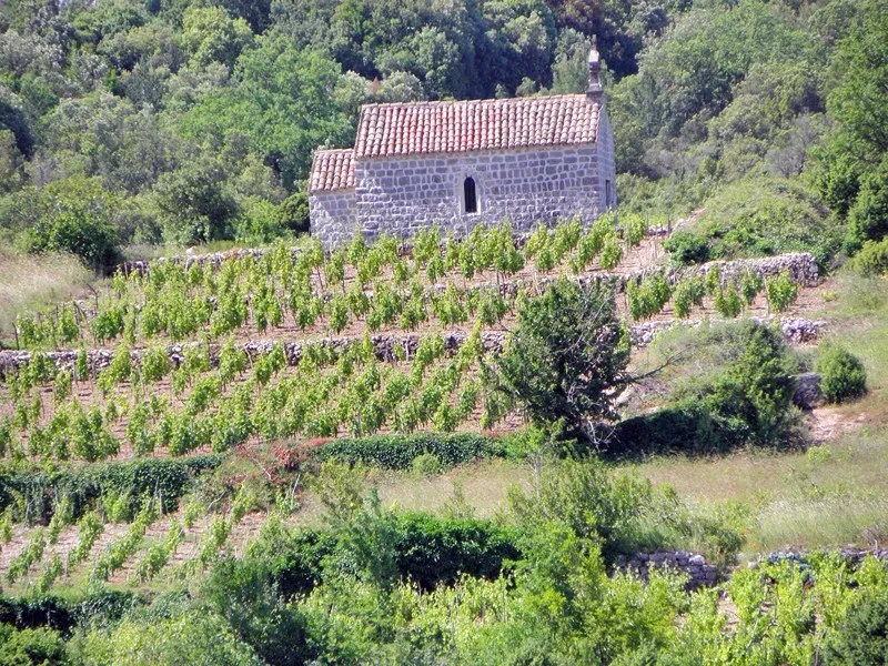 Obilazak Prvog hrvatskog muzeja vinogradarstva i vinarstva, degustacija vina i hrane "Putniković"