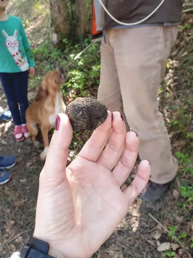 Private Day Trip from Zagreb: Truffle Hunting, Motovun, Hum, and Opatija