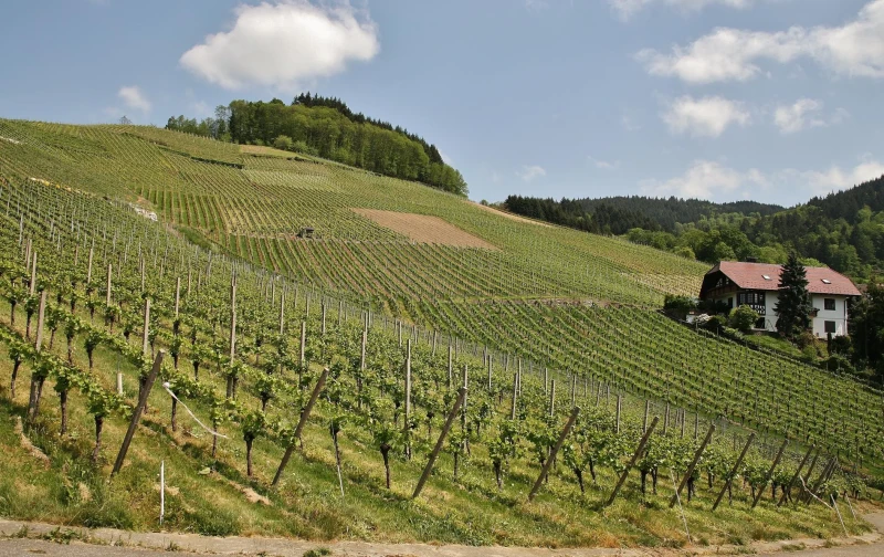 Iz Zagreba: Zanimljivosti Samobora & Degustacija vina na Plešivici