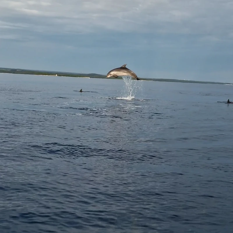Rovinj privatna tura dupini i zalazak sunca